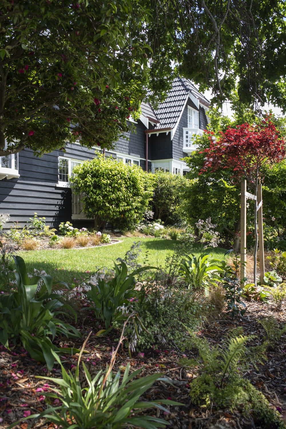 Cottage-style planting with Japanese maple and Camellia
