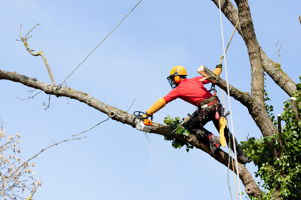 Arborist cutting a long branch off a tree