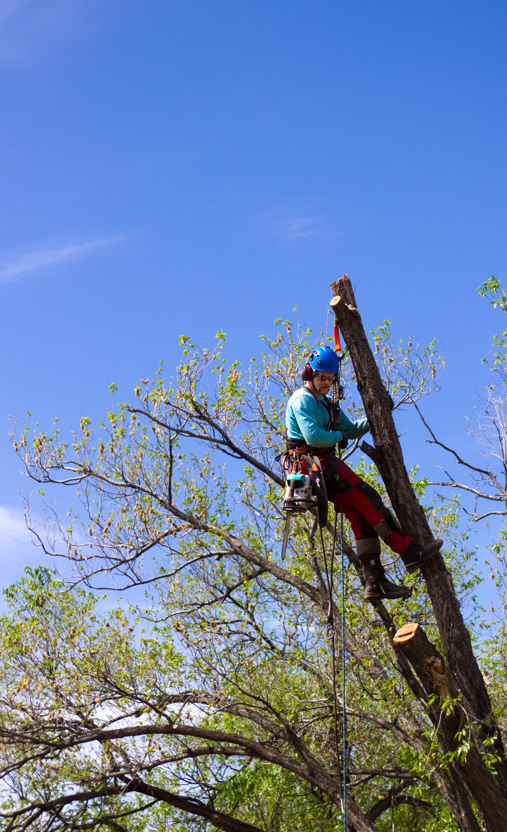 Arborist lowering themself to the ground