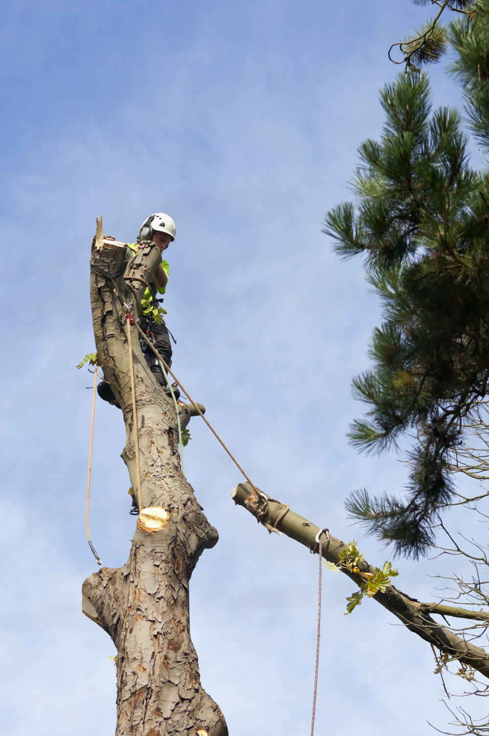 Arborist using ropes to lower a branch to the ground