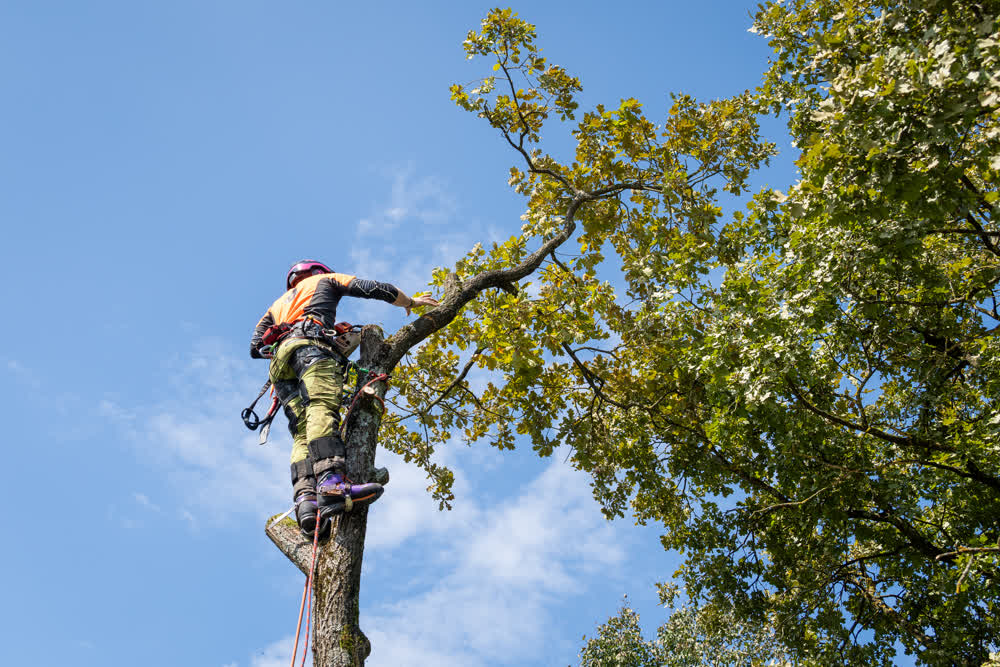 An arborist wearing safety gear assesses a limb