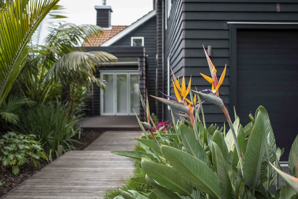 Tiered wooden path around house with Bird of Paradise planting