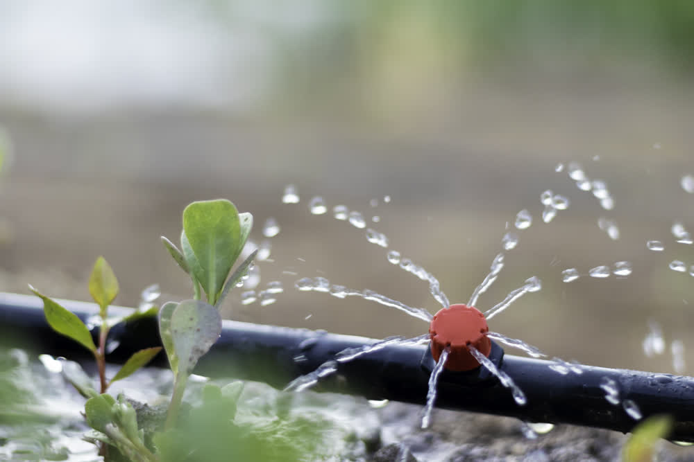 Dripline irrigation system in use, close-up 