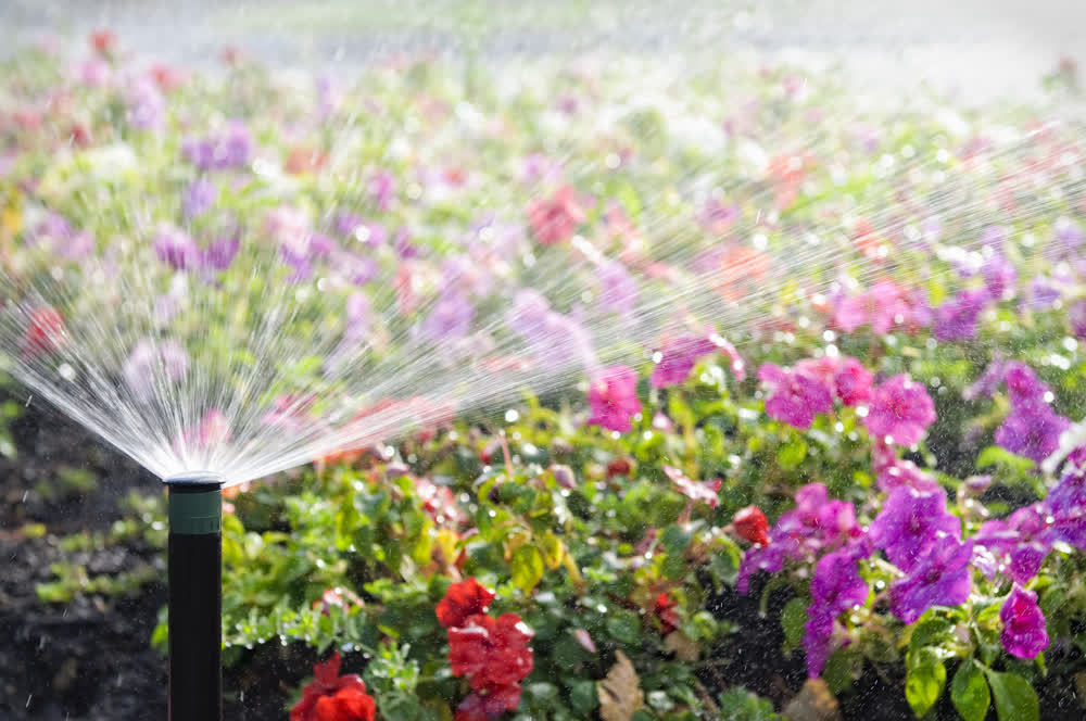 Sprinkler watering Busy Lizzy flowers, close-up 