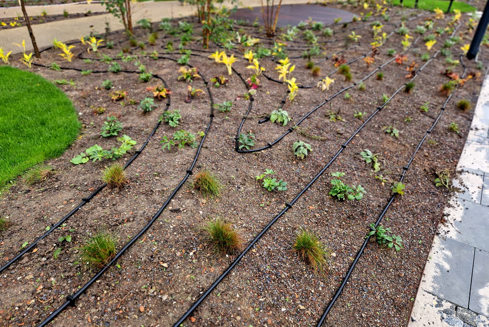 Dripline irrigation on garden bed