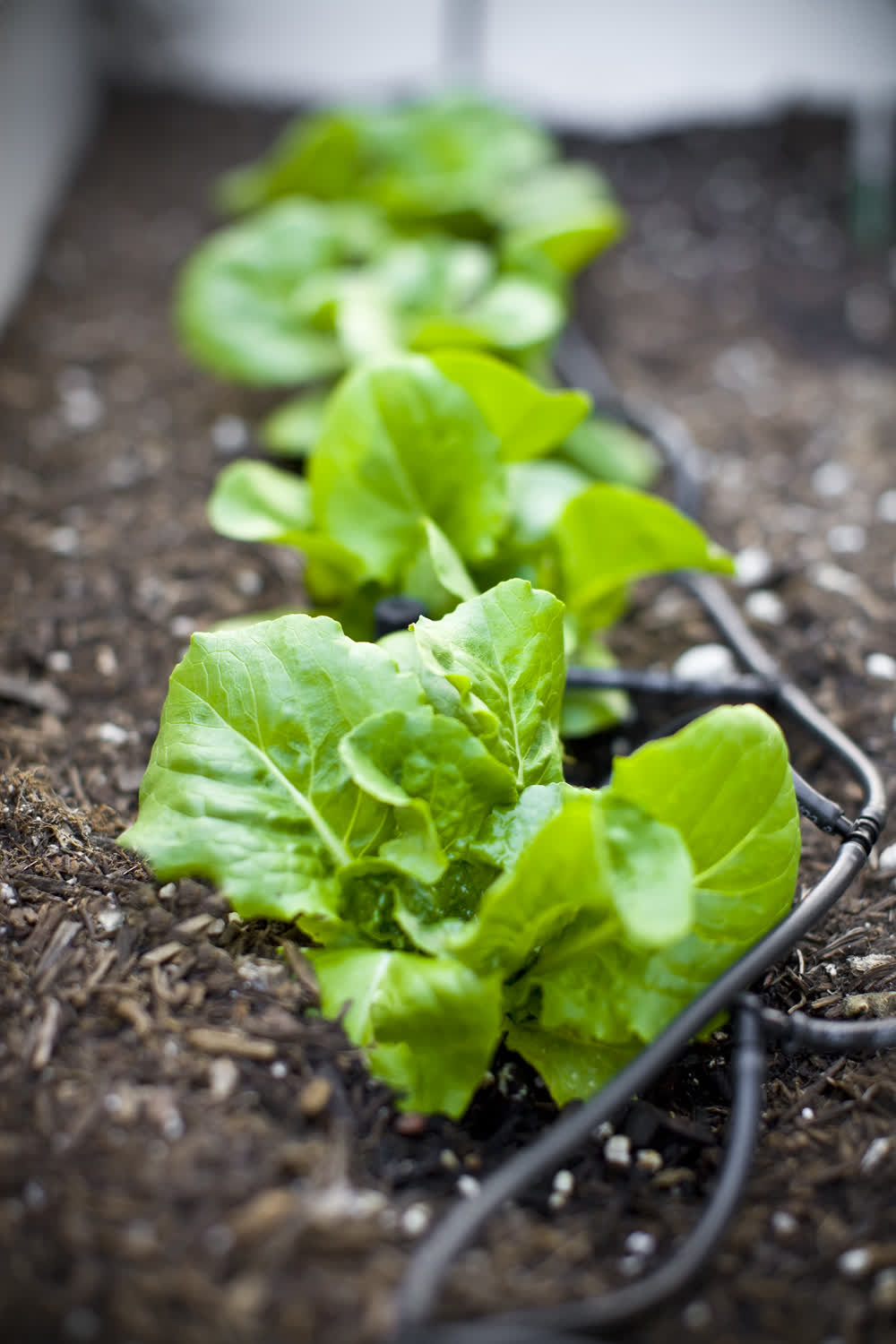 Lettuce rows with dripline irrigation, close-up