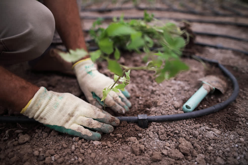 Dripline irrigation laid down during garden planting