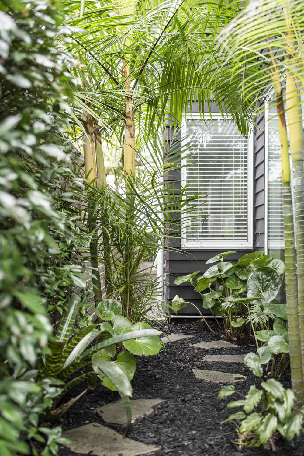 Leopard plant and sugarcane palms in black mulch with stepping stones