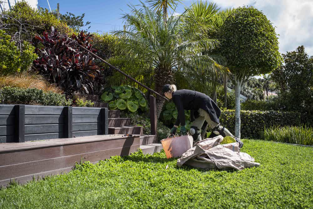 Lady weeding overgrown lawn in tiered garden