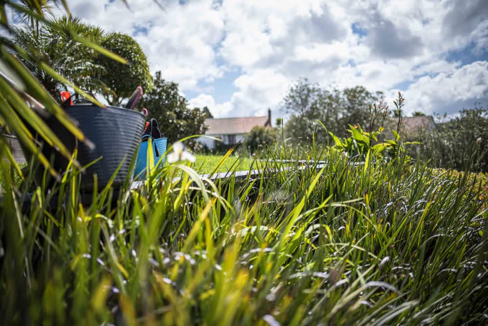 Overgrown lawn with gardening tools