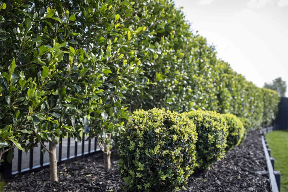 Buxus and ficus tuffi hedge in black mulch, down-the-line 