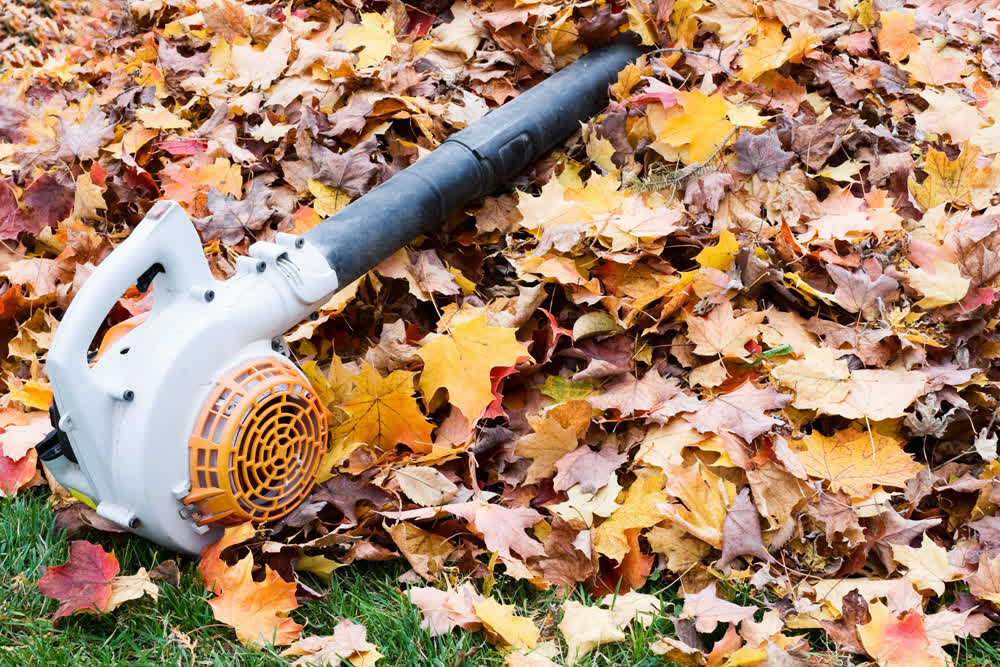 Leaf blower on maple leaves during autumn cleanup, close-up